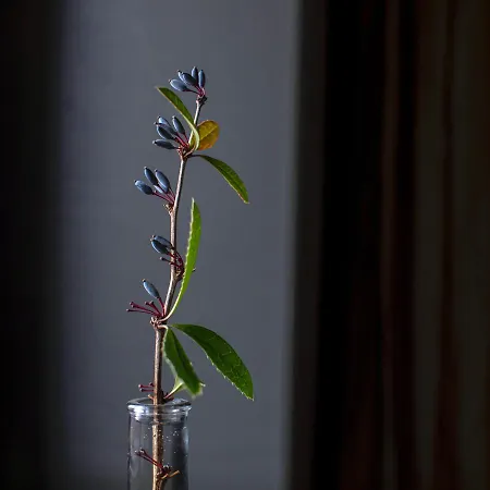 Vulkan Nyulontul Daire