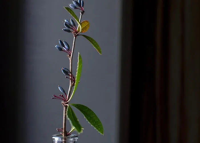 Vulkan Nyulontul דירה